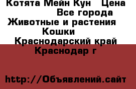 Котята Мейн Кун › Цена ­ 15 000 - Все города Животные и растения » Кошки   . Краснодарский край,Краснодар г.